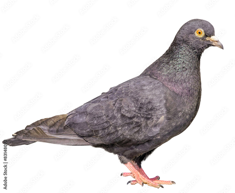 Fototapeta premium Isolated Gray Pigeon