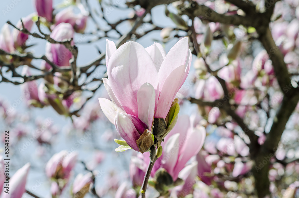 Obraz premium Pink Magnolia branch flowers, tree flowers, blue sky background.