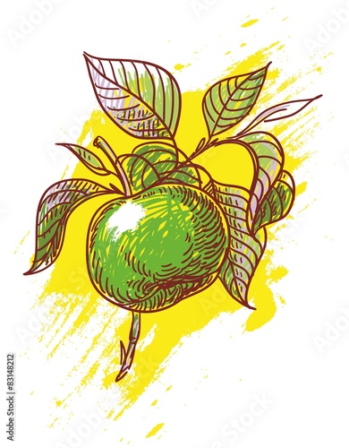 hand drawn illustration of apple