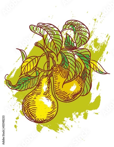 hand drawn illustration of pears