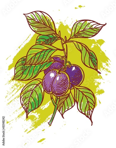 hand drawn illustration of plums