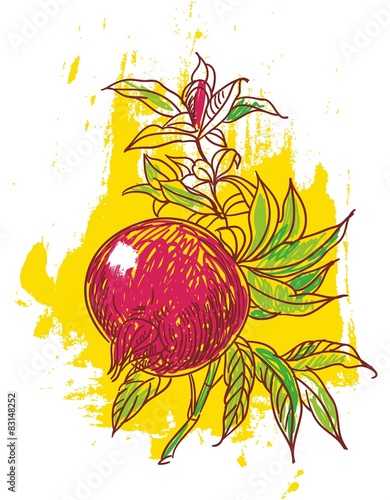 hand drawn illustration of pomegranate