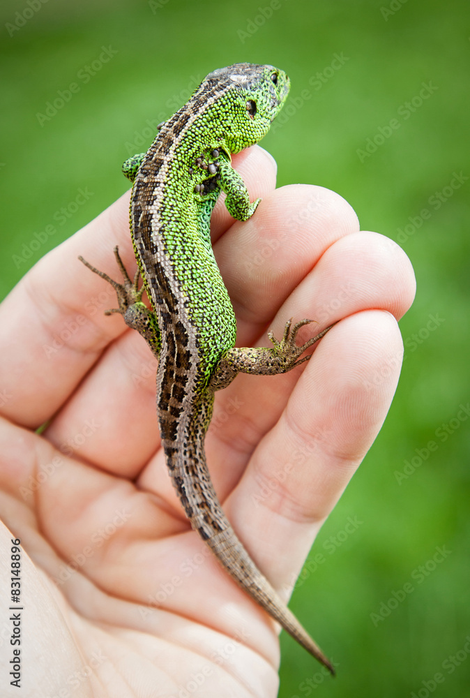 Lizard Lizard