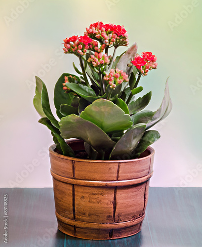 Red Calandiva flowers in a brown rustic vase, green background. photo