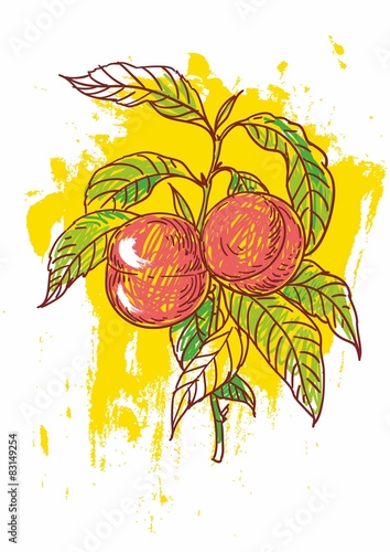 hand drawn illustration of peaches
