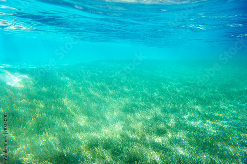 Green grass underwater