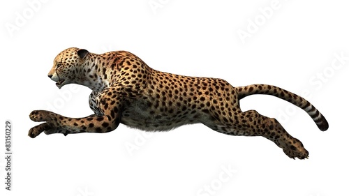 cheetah - isolated on white background