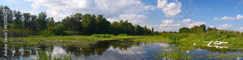 Fototapeta Naklejka Na Ścianę i Meble -  Geese on the river
