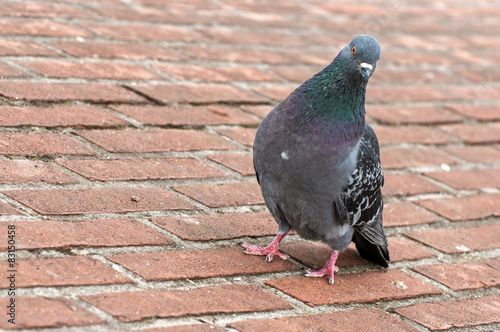 A pigeon photo