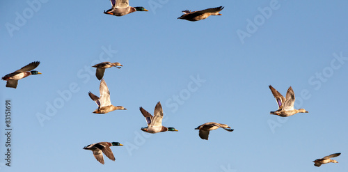 A flock of mallard ducks flying.