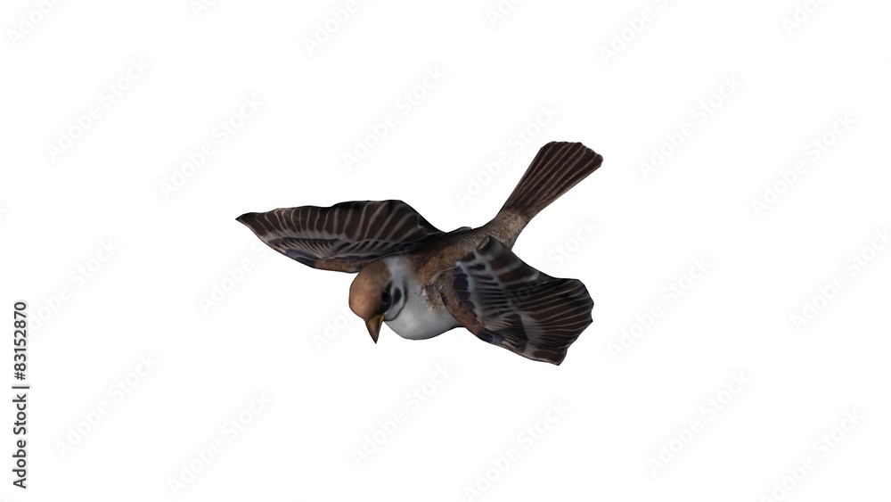 Fototapeta premium sparrow - - isolated on white background
