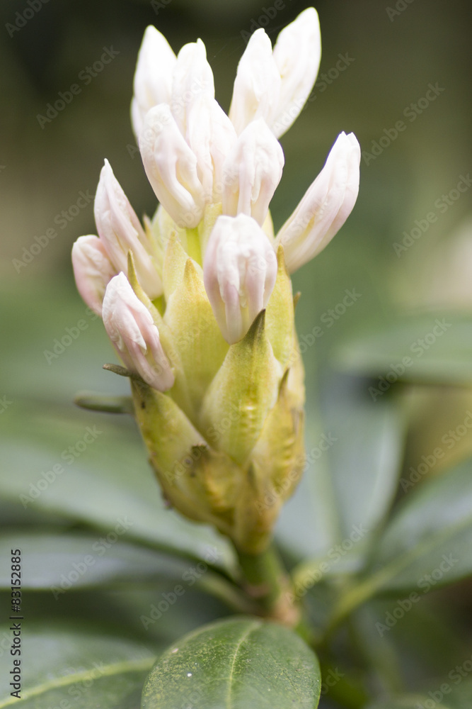 Fototapeta premium Rhododendron bloom in spring. Beautiful picture.
