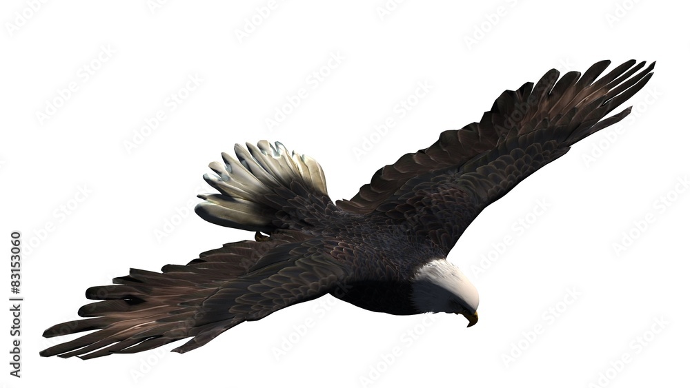 Obraz premium eagle - isolated on white background