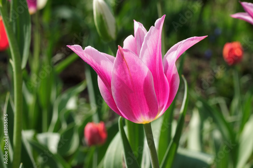 pink tulip in a garden