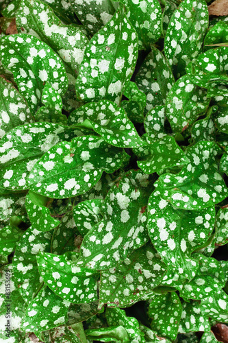 Leaves of a Pulmonaria saccharata background