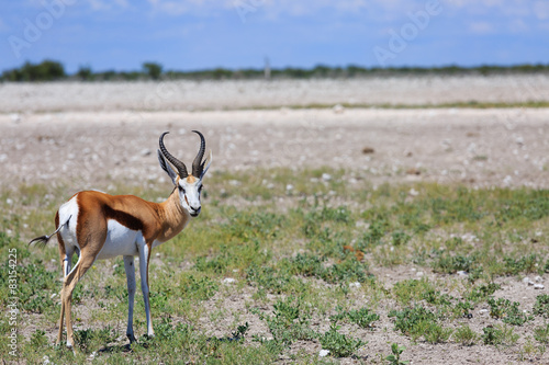 Springbock (Antidorcas marsupialis) photo