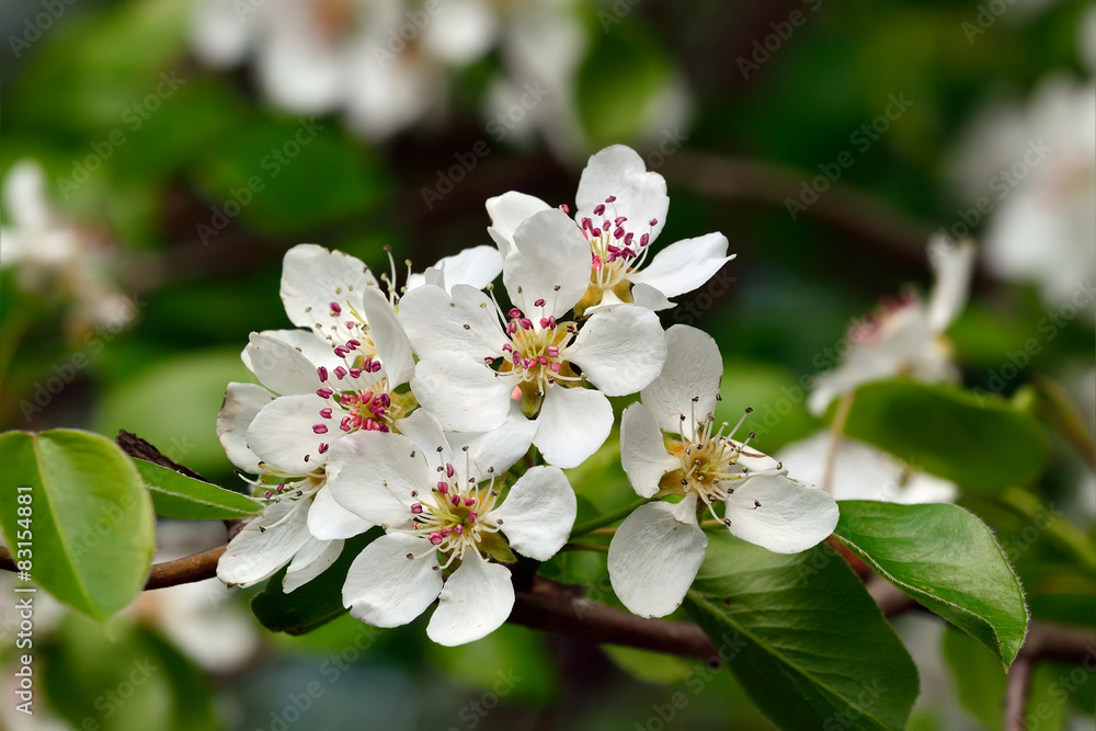 Spring. Pear blossoms Spring. Pear blossoms