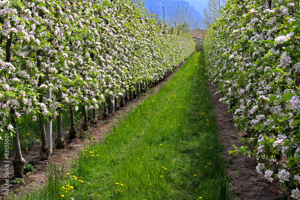 meli in fiore; Val d'Adige