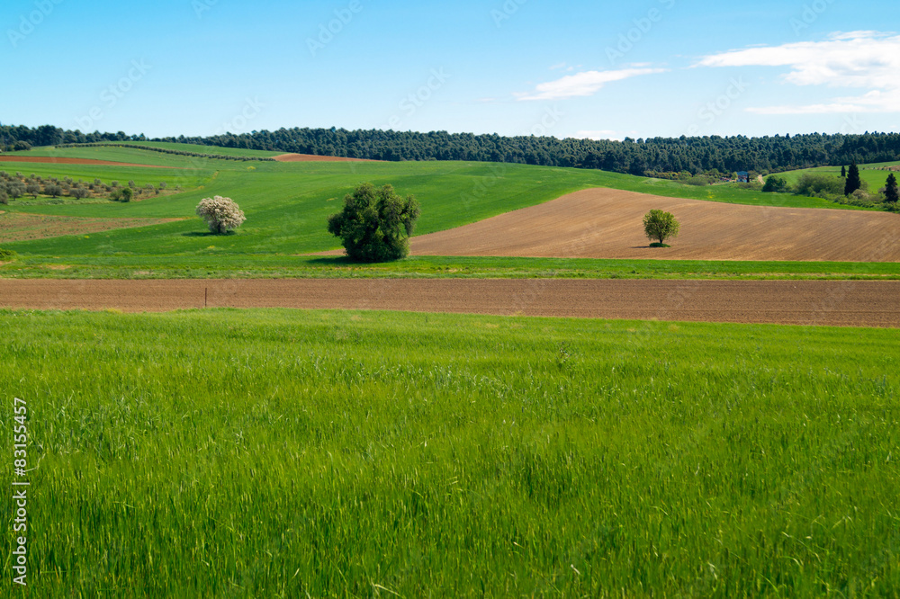 Panorama of the countryside Chalkidiki peninsula  with green fie
