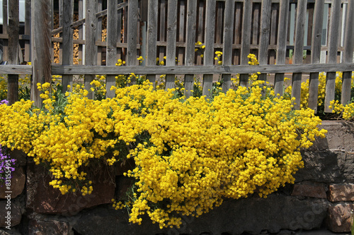 muro giallo, alissum