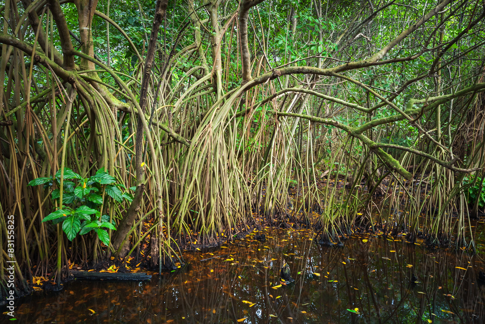 Mangrove trees growing in the water Mangrove trees growing in the water