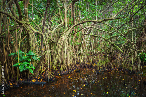 Mangrove trees growing in the water