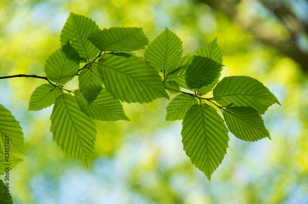 Green leaves background Green leaves background