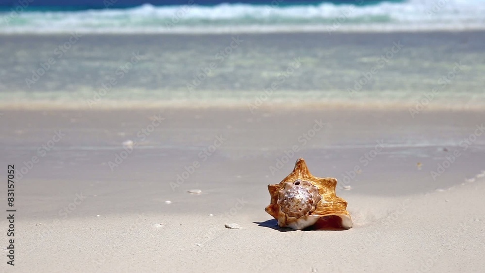 Seashell on caribbean sandy beach
Seashell on caribbean sandy beach