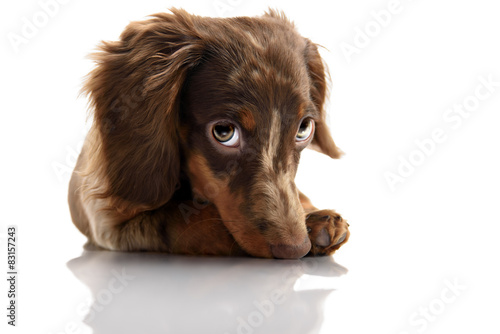 little cute brown spotted dachshund puppy with big eyes photo