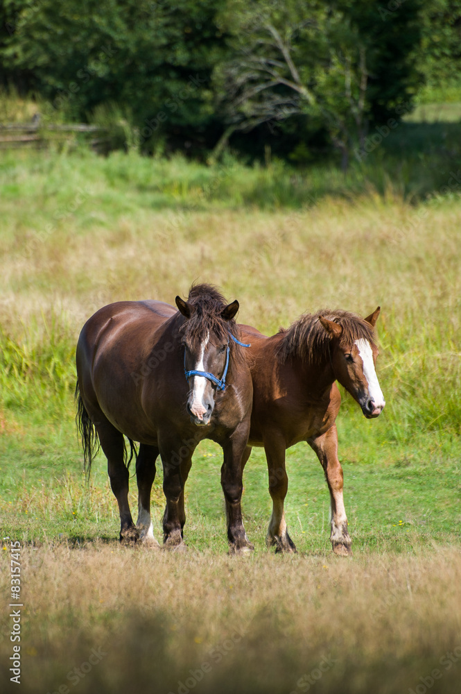 Fototapeta premium konie na polanie