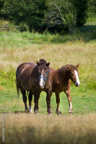 konie na polanie © Kuba Zdanowicz