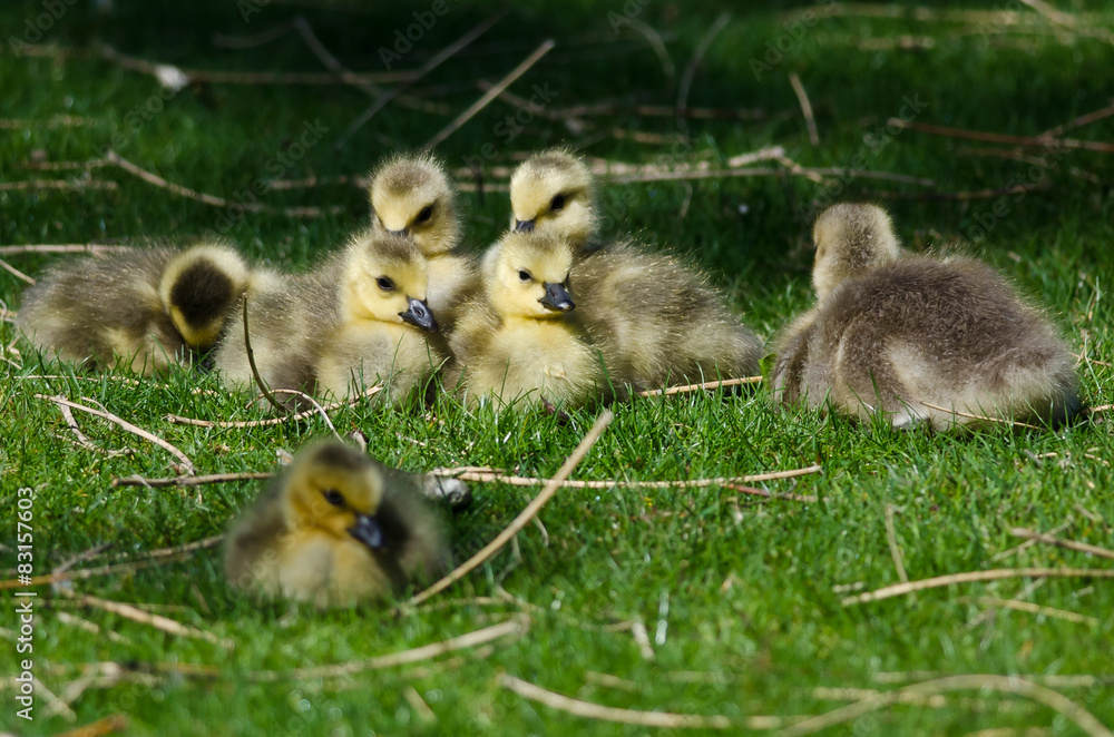 Adorable Little Goslings Resting in the Green Grass Adorable Little Goslings Resting in the Green Grass