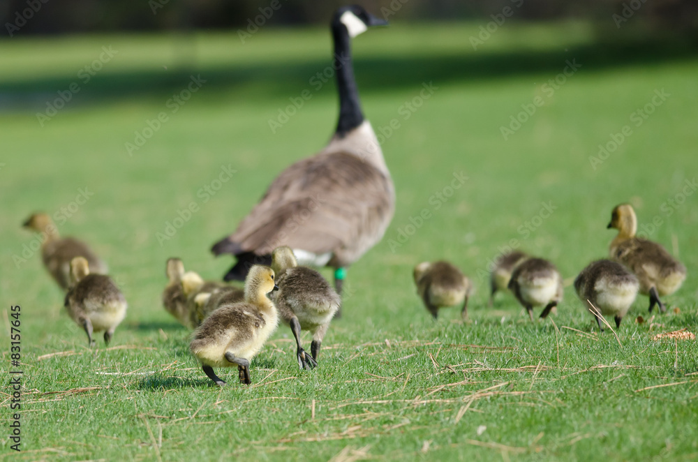 Adorable Little Goslings Running to Catch Mom Adorable Little Goslings Running to Catch Mom