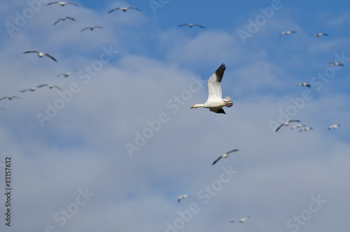 Lone Snow Goose Flying in the Clouds
