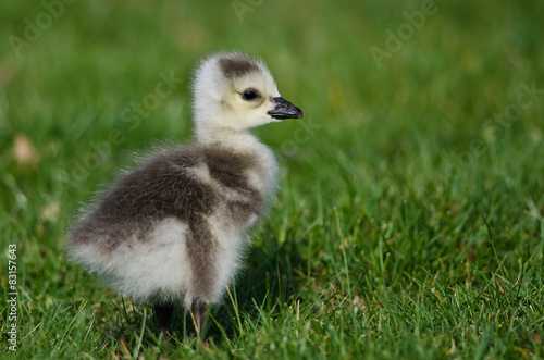 Adorable Little Gosling Looking for Food in the Green Grass © rck