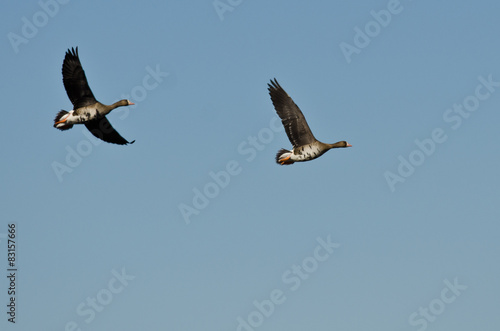 Two Greater White-Fronted Geese Flying in a Blue Sky © rck