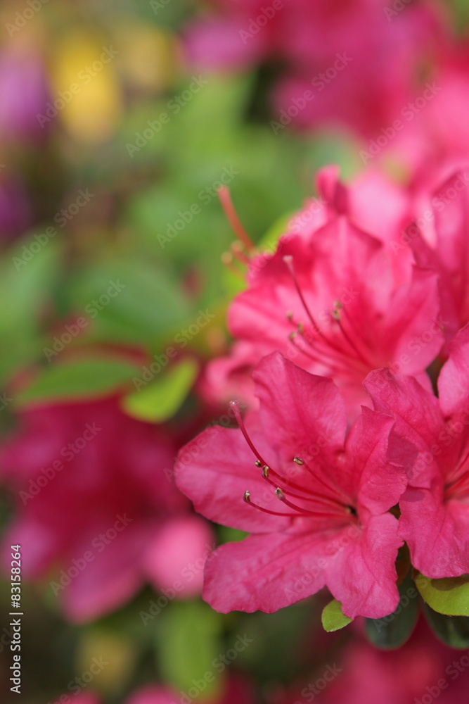 Obraz premium ツツジ