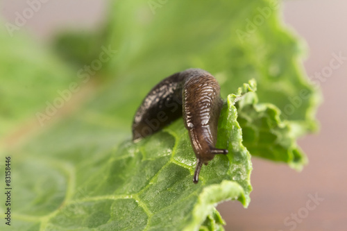 Photography Common Garden Slug