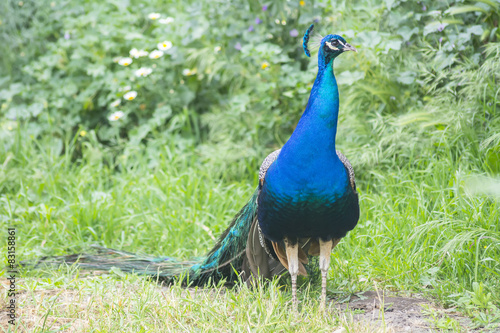 Peacock male in the field (Indian peafowl, blue peafowl or Pavo