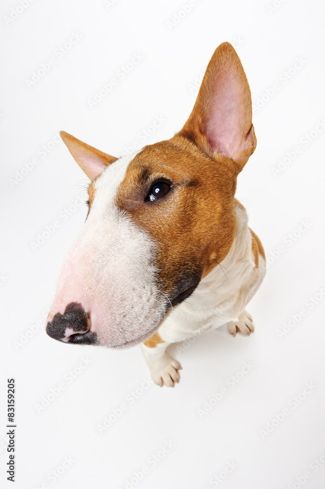 Sitting dog, breed bull terrier on white, funny portrait