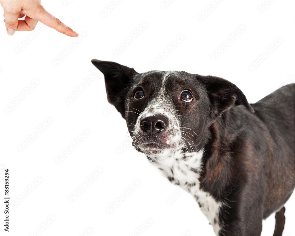 Bad Dog Being Scolded By Owner