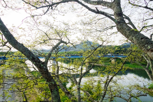 view from the inside of trees