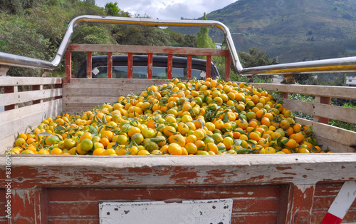 Pick up truck carrying tangerines