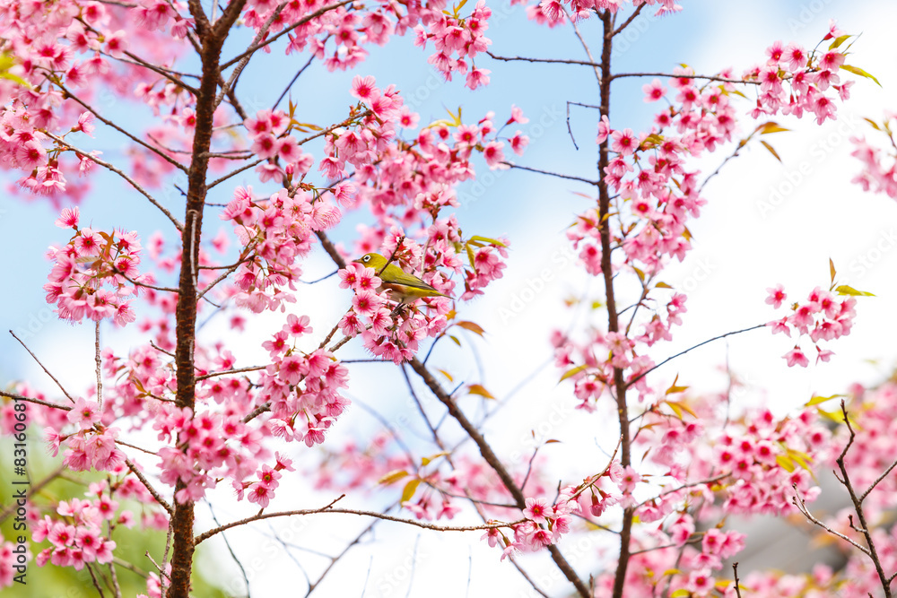 Bird on Cherry Blossom and sakura Bird on Cherry Blossom and sakura