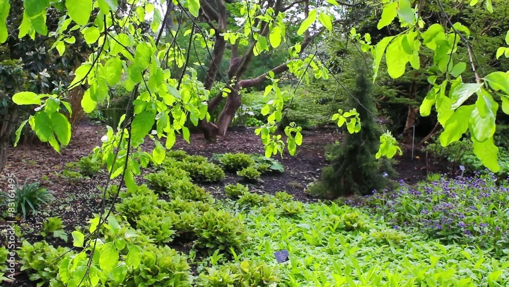 Tree branches with Spring leaves blowing in the wind, video Tree branches with Spring leaves blowing in the wind, video