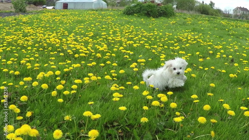 Maltese dog playing