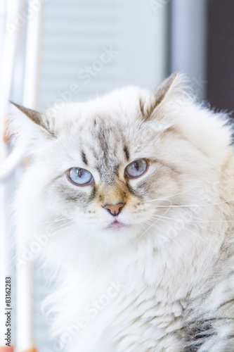 siberian cat, white neva masquerade version