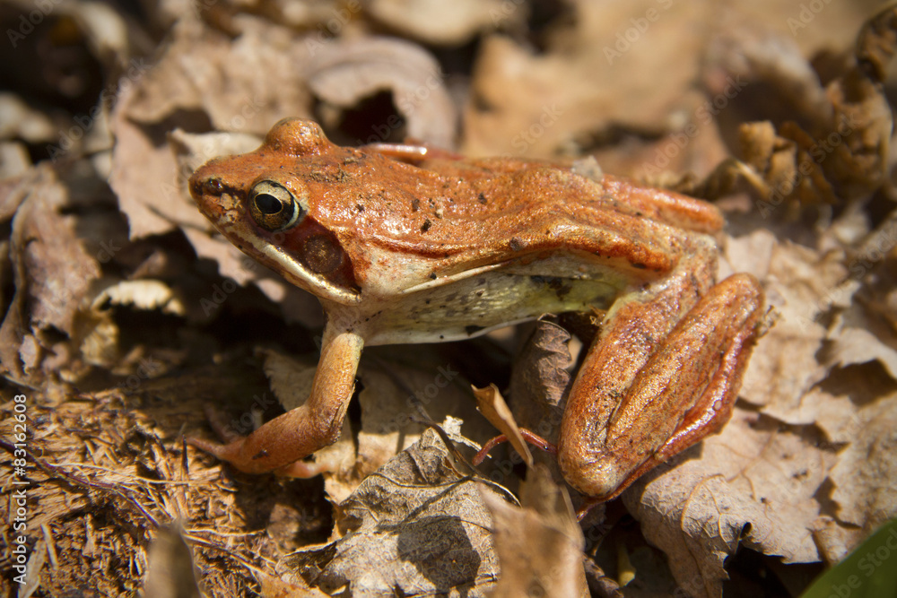 Fototapeta premium Wood frog on dead leaves at a vernal pool, Connecticut.