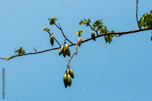 kapok on tree