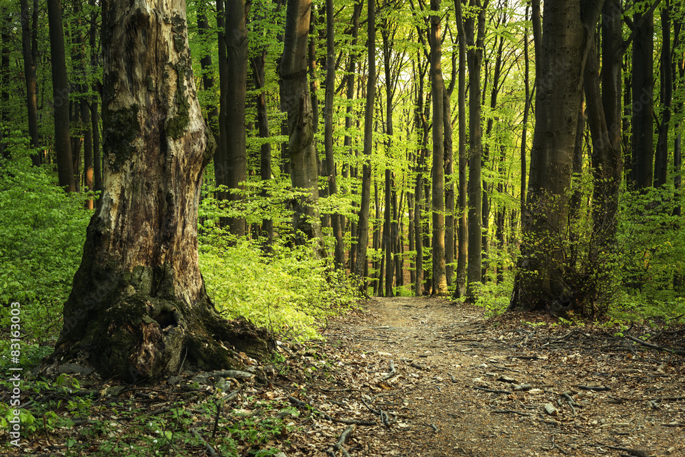 Obraz premium Sunset light inside the forest in a spring day